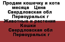 Продам кошечку и кота 1,5 месяца › Цена ­ 10 - Свердловская обл., Первоуральск г. Животные и растения » Кошки   . Свердловская обл.,Первоуральск г.